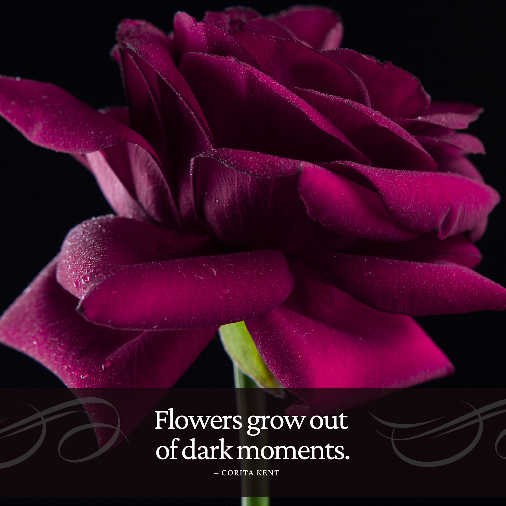 Dark Floral Quote Collection